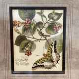 Pair of Butterly Prints