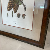 Pair of Pinecone Prints