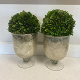 Pair of Etched Leaf Urns witih Greenery