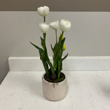 Tulips in Cream Pot