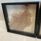 Pair of Coral Shadow Boxes